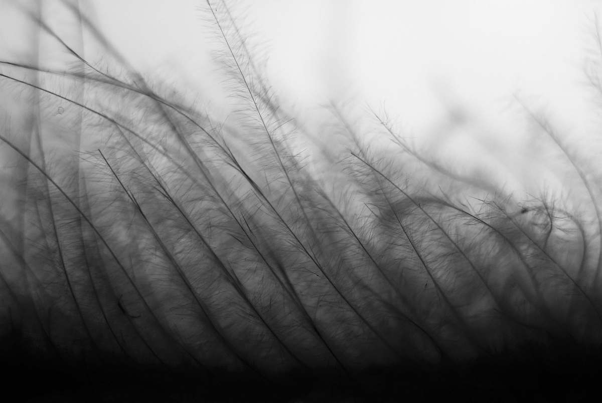 desktop wallpapers grayscale photography of grass field desktop backgrounds